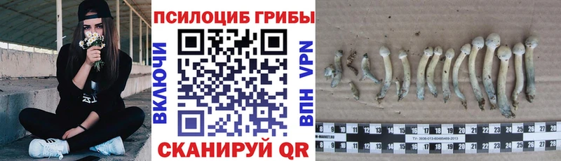Псилоцибиновые грибы Psilocybine cubensis Снежногорск